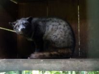 Luwak Coffee - Civet