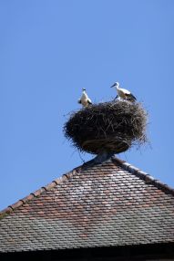 Dambach-la-Ville - Storks