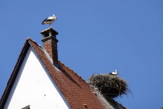 Ribeauville - Storks
