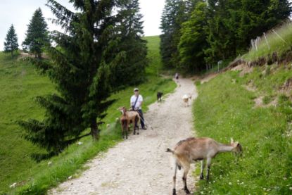 Napf - Goats on the path