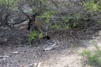 Wallaby by Cape Tourville