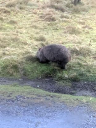 Wombat at roadside